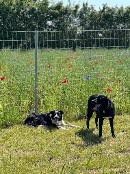 Walkies Pettistree - Dog Walking Field secure private dog field in Woodbridge, IP13 0HH