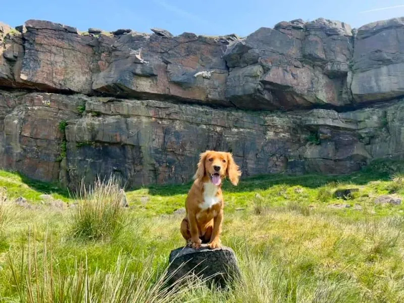 Helping Hands Dog Park secure private dog field in Diggle, OL3 5LT