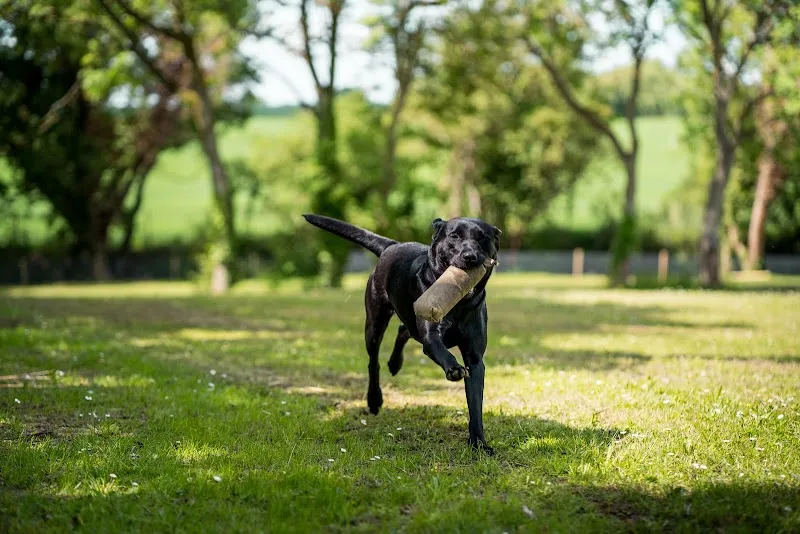 Hanchett Meadow Secure Dog Field secure private dog field in Helions Bumpstead, CB9 7AU