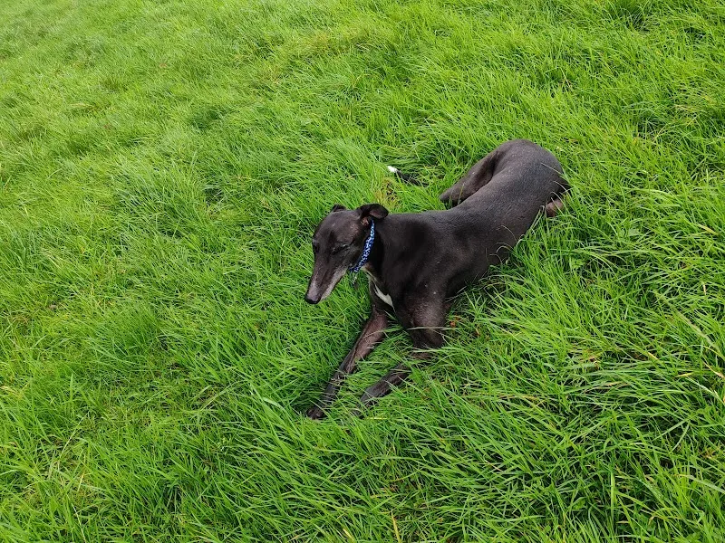 Fields of Fun secure private dog field in Holmfirth, HD9 1RL