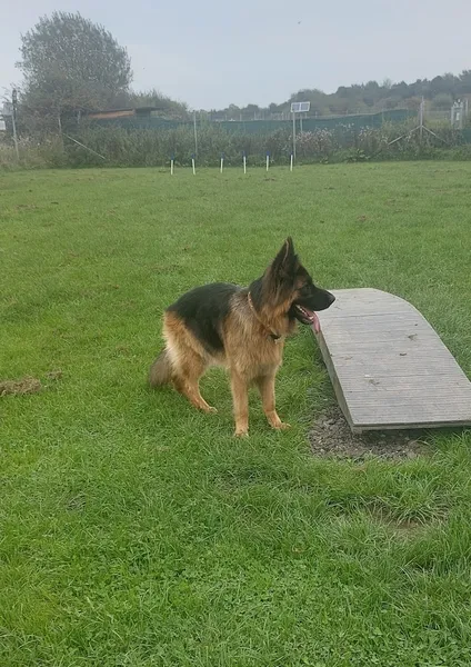 Westhoughton Dog Park secure private dog field in Westhoughton, BL5 2DD