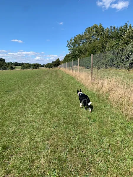 Lilley Dog Walking Field secure private dog field in Lilley, LU2 8LH