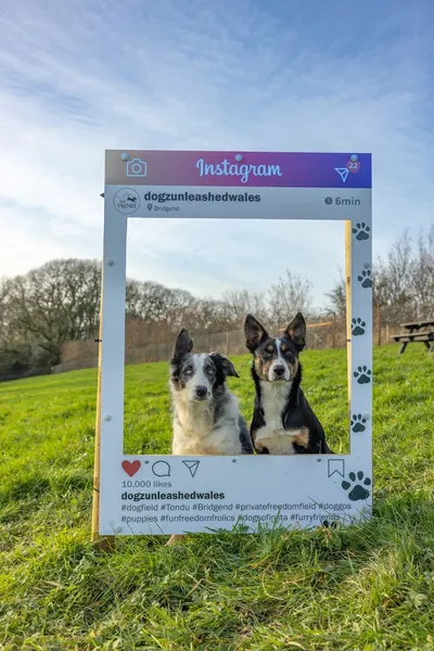 Dogz Unleashed secure private dog field in Bridgend, CF32 0EL