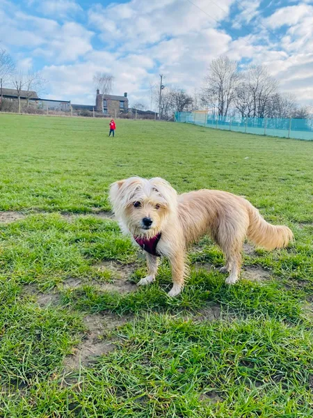 Robroyd Doggie Park Private Hire secure private dog field in Barnsley, S70 6FN