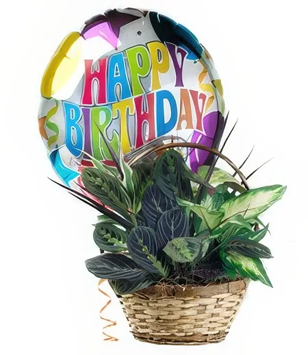 Surprise Birthday Party