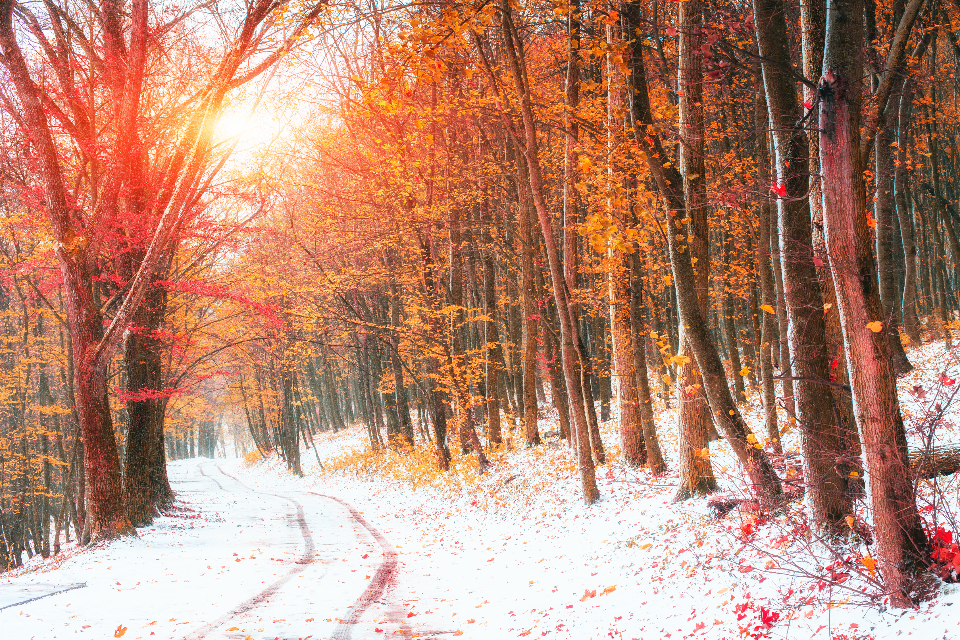 Seasonal Yoga & Ayurveda Series,Seasonal,Late fall & winter,Hatha Yoga, I AM Yoga Nidra & Ayurveda - grounding,vata,pitta,kapha,dosha,sweet,sour,salty,bitter,pungent,astringent,Yoga Nidra,Monique Dupre,speaker,stress management,Guided Meditation,education,school,adult,kids,preteens,PTSD,ADHD,anxiety,sleep,Tools for Transformation,relaxation,Growth,Beginner,Gentle, Flexibility NOT required,womb,yoni,prenatal,connection with baby,uterus,birth,womban,woman,women,circles,Inflexible,flexible,Program,Advanced,Tantra,Yoga, levels,Ayurveda,Yoga Nidra,I AM Yoga Nidra,Sleep Meditation,Meditation,Yoga,Stress Relief,Live,remote,online,groups,private, in person,session,Integrative Amrit Method,practice,asana,pranayama,classical,raja,ashtanga,hatha,prana,Qi,Chi,Reiki,Usui,Healing,Request,Healing Request,Energy,minister,reiki practitioner,yoga teacher,yoga instructor,teacher,instructor,mentor