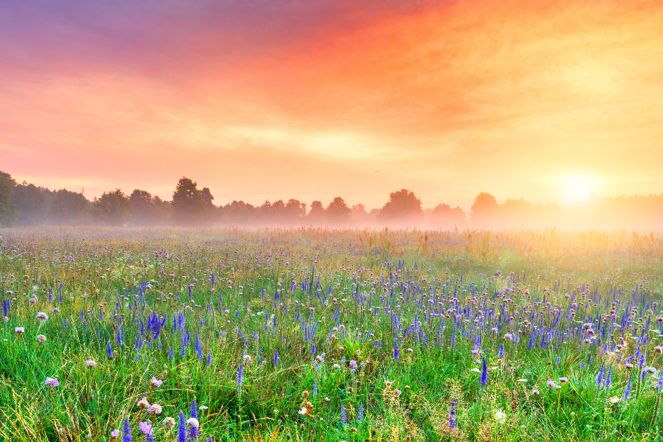 Seasonal Yoga & Ayurveda Series,Seasonal,Spring & Early Summer,Hatha Yoga, I AM Yoga Nidra & Ayurveda - Energizing,vata,pitta,kapha,dosha,sweet,sour,salty,bitter,pungent,astringent,Yoga Nidra,Monique Dupre,speaker,stress management,Guided Meditation,education,school,adult,kids,preteens,PTSD,ADHD,anxiety,sleep,Tools for Transformation,relaxation,Growth,Beginner,Gentle, Flexibility NOT required,womb,yoni,prenatal,connection with baby,uterus,birth,womban,woman,women,circles,Inflexible,flexible,Program,Advanced,Tantra,Yoga, levels,Ayurveda,Yoga Nidra,I AM Yoga Nidra,Sleep Meditation,Meditation,Yoga,Stress Relief,Live,remote,online,groups,private, in person,session,Integrative Amrit Method,practice,asana,pranayama,classical,raja,ashtanga,hatha,prana,Qi,Chi,Reiki,Usui,Healing,Request,Healing Request,Energy,minister,reiki practitioner,yoga teacher,yoga instructor,teacher,instructor,mentor