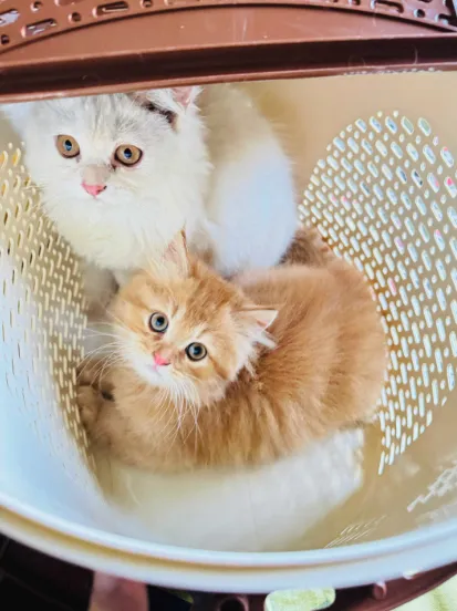 Cat Clothes picnic Basket 3