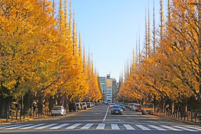 外苑前のイチョウ並木