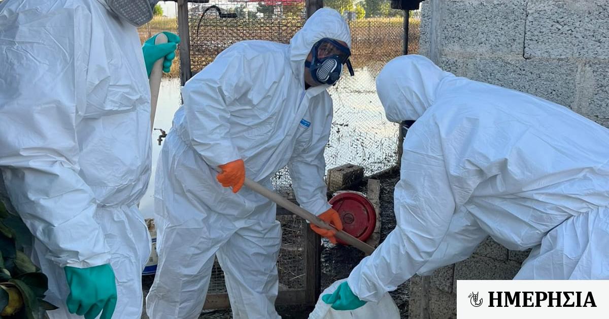 Θεσσαλία: Θλίψη με τον αριθμό των νεκρών ζώων - 229.192 μέχρι στιγμής 1 thessalia thlipsi me ton arithmo ton nekron zoon amp 8211 229 192 mechri stigmis 6507e63151783