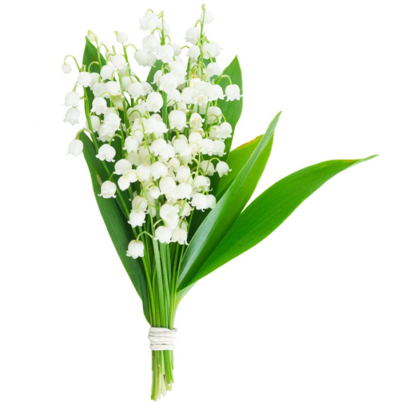 offre moi du muguet
