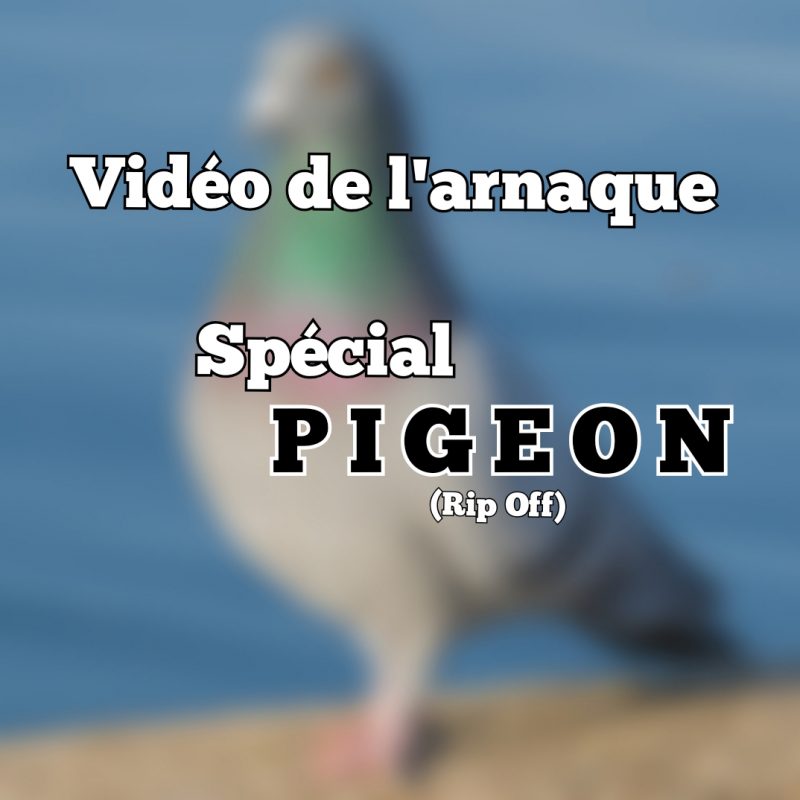📽 Spécial Pigeon: La vidéo de triche (Rip Off )