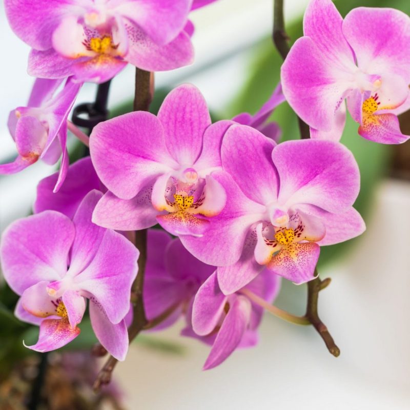 Offre moi une Orchidée Rose