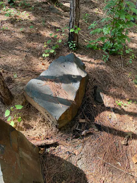Petrified Wood Logs