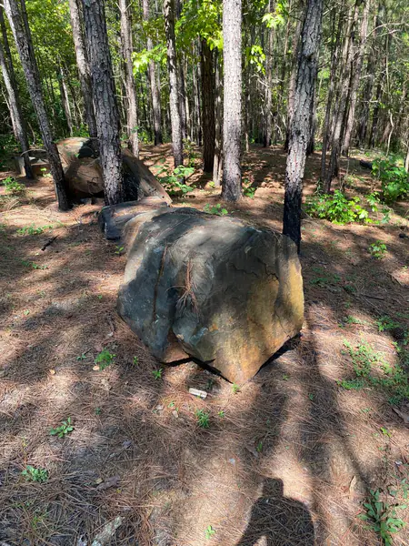 Petrified Log Decor 