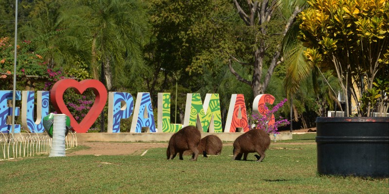 Semus vai lançar campanha de orientação sobre o carrapato-estrela