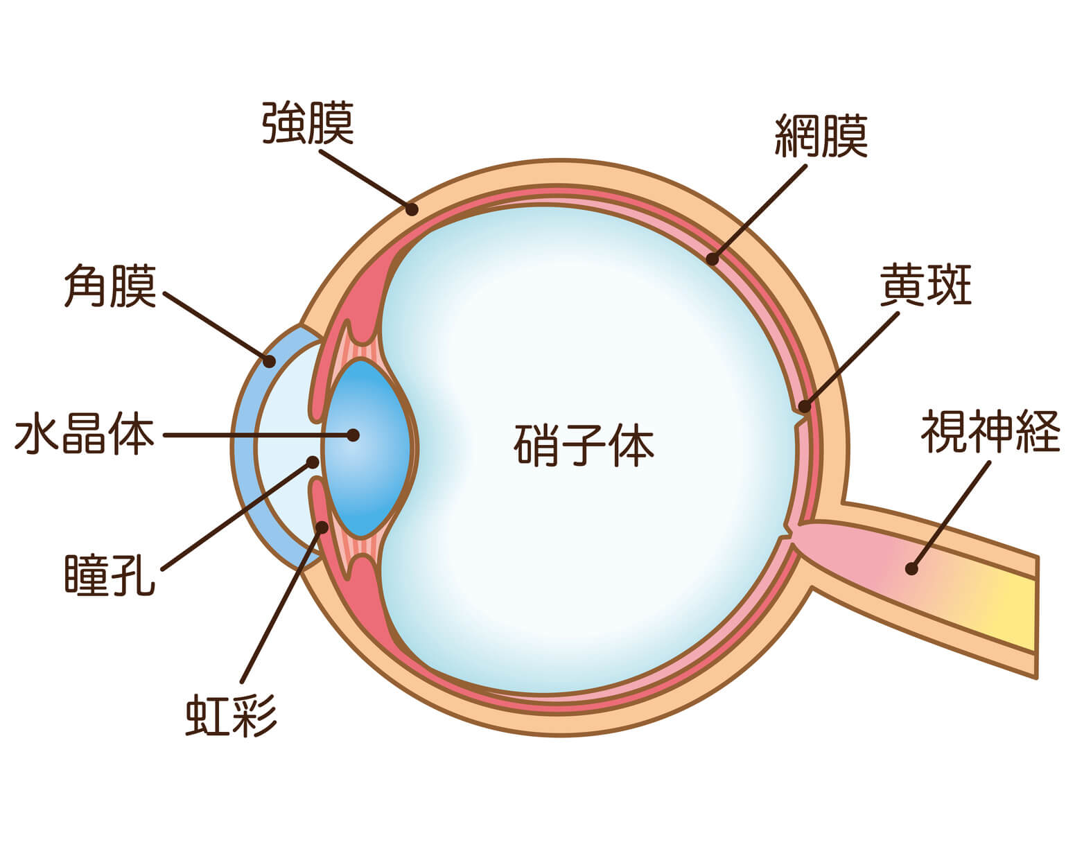 眼球の説明