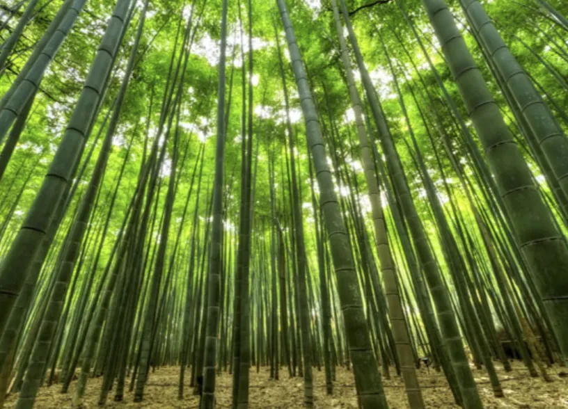 縁起物の竹でできている