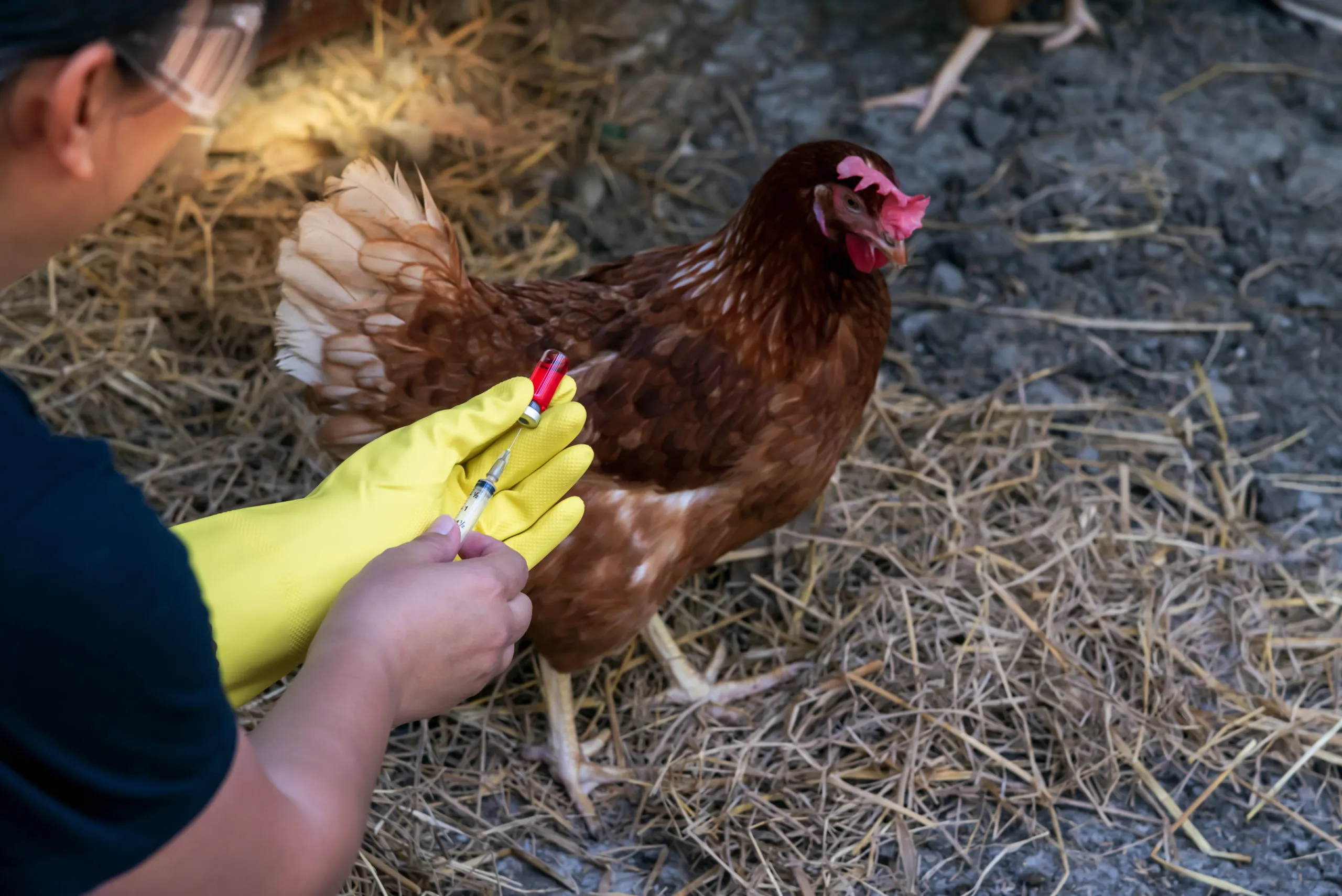 【最新情報】中国で鳥インフルエンザのヒトへの感染が確認！鳥インフルエンザの現状と対策