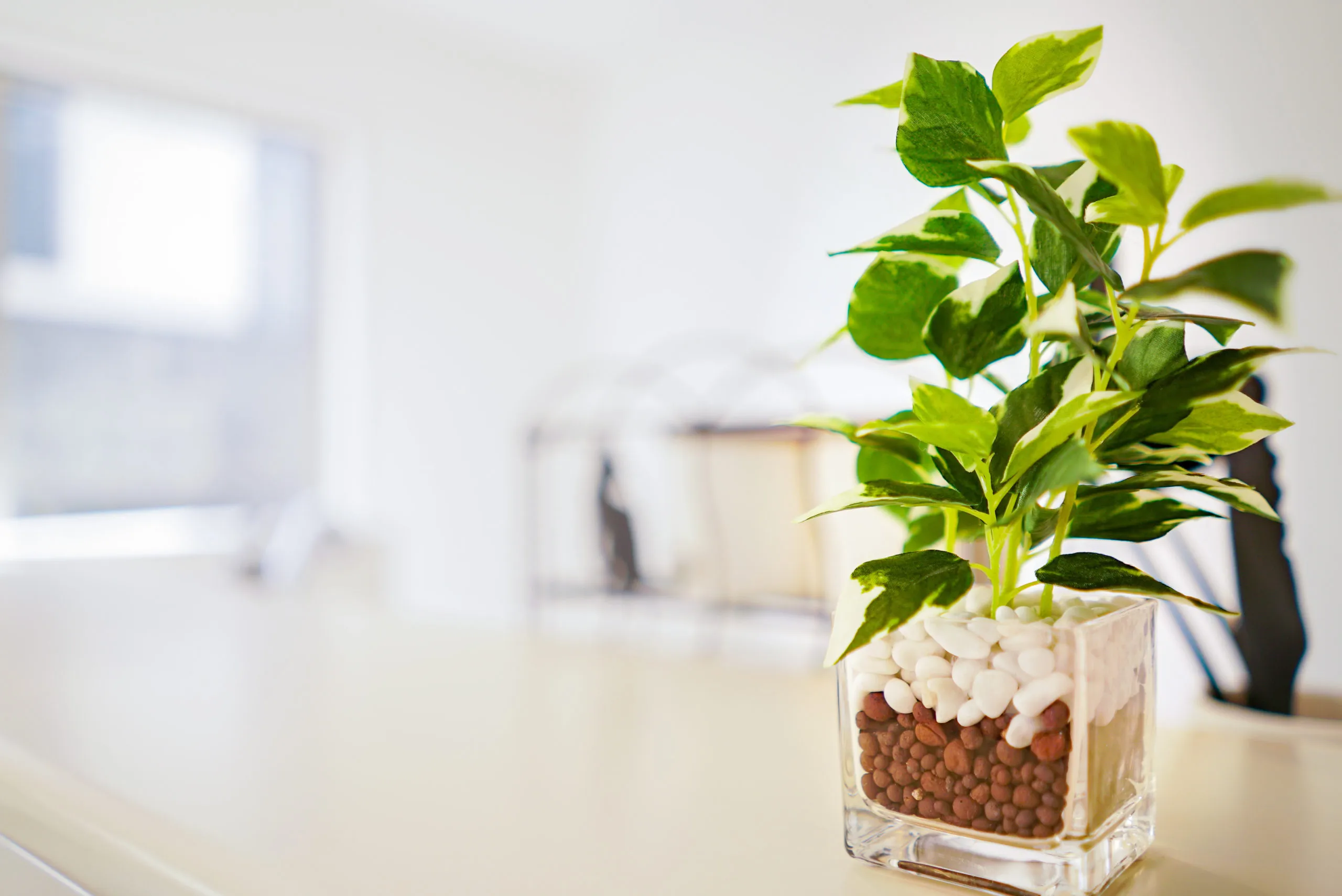 自宅のインテリアのアクセントに！おしゃれで育てやすい観葉植物おすすめの9選