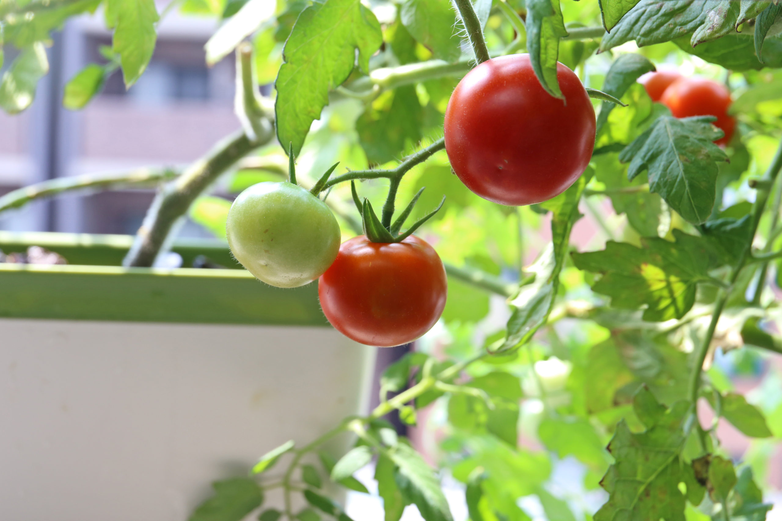 ベランダの水耕栽培で育てたトマト