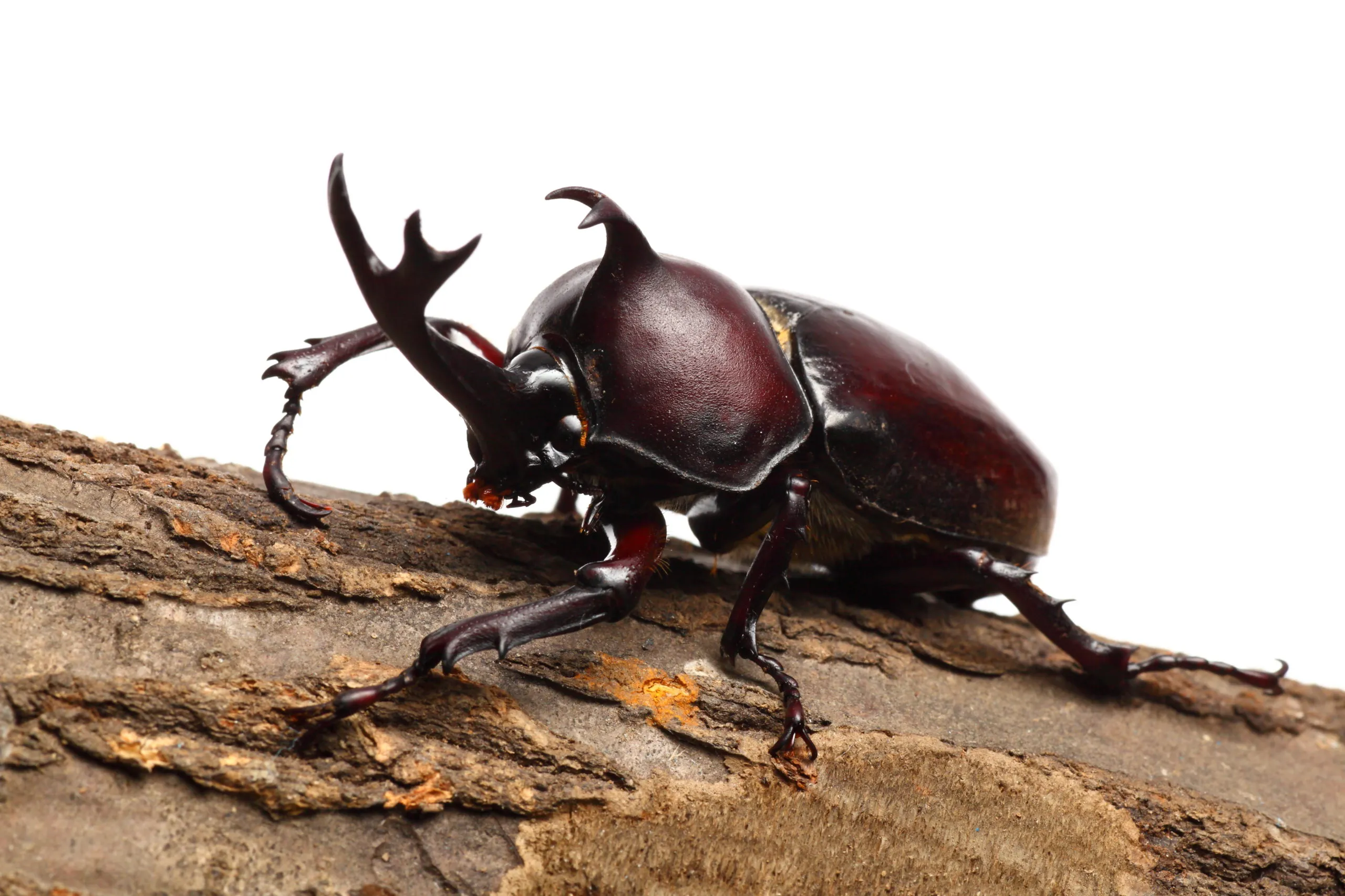 子供は強くてかっこいいカブトムシが大好き！おすすめのカブトムシの絵本7選
