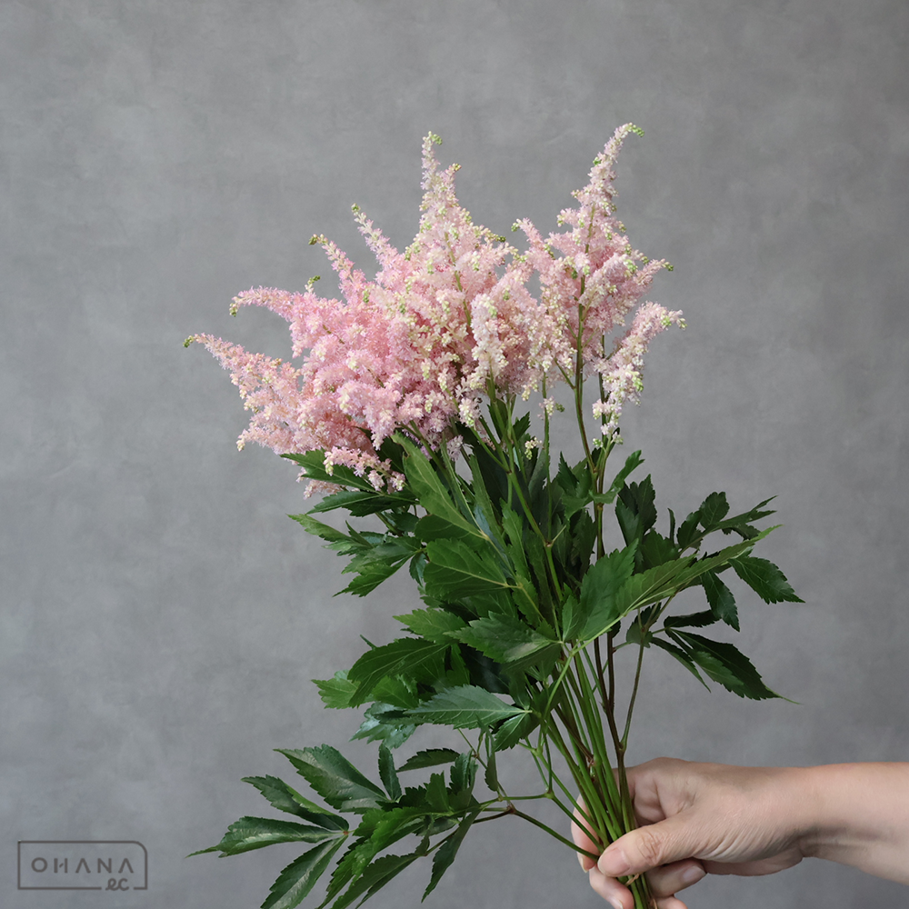 【SALE】　アスチルベピンク　アメリカ ※葉悪　秀 50cm　※クレーム対象外