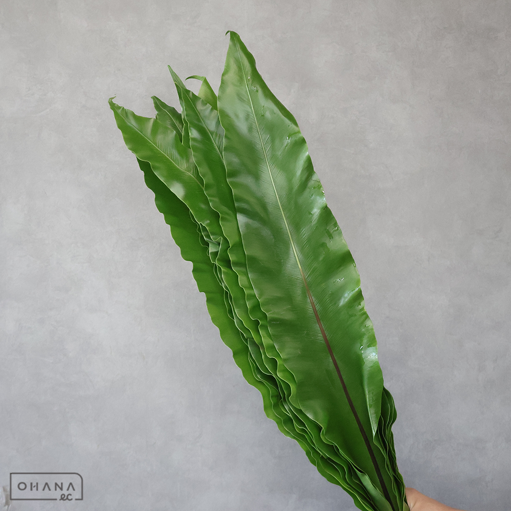 タニワタリ　60cm 