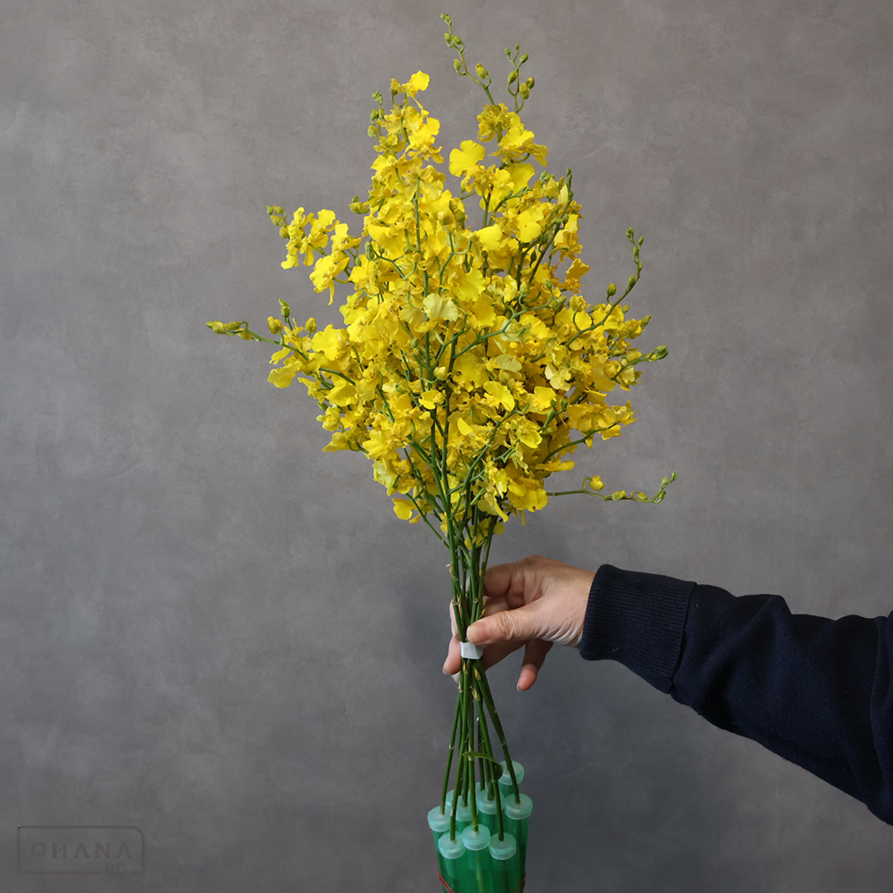 オンシジューム　太陽の子　4L90cm  ■発送時は75cm以下にカット