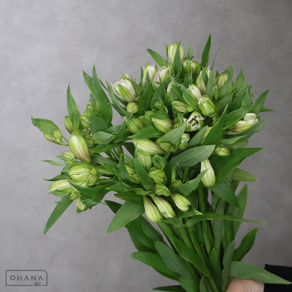 アルストロメリア紫　アルストロメリア　ラベンダー　70cm ※白っぽいです