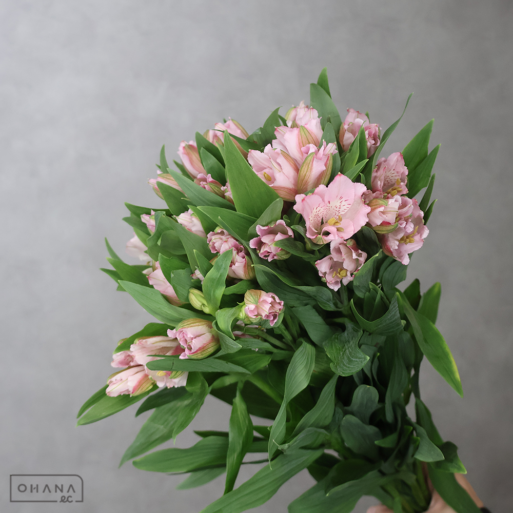 アルストロメリアピンク　プリマドンナ　65cm 