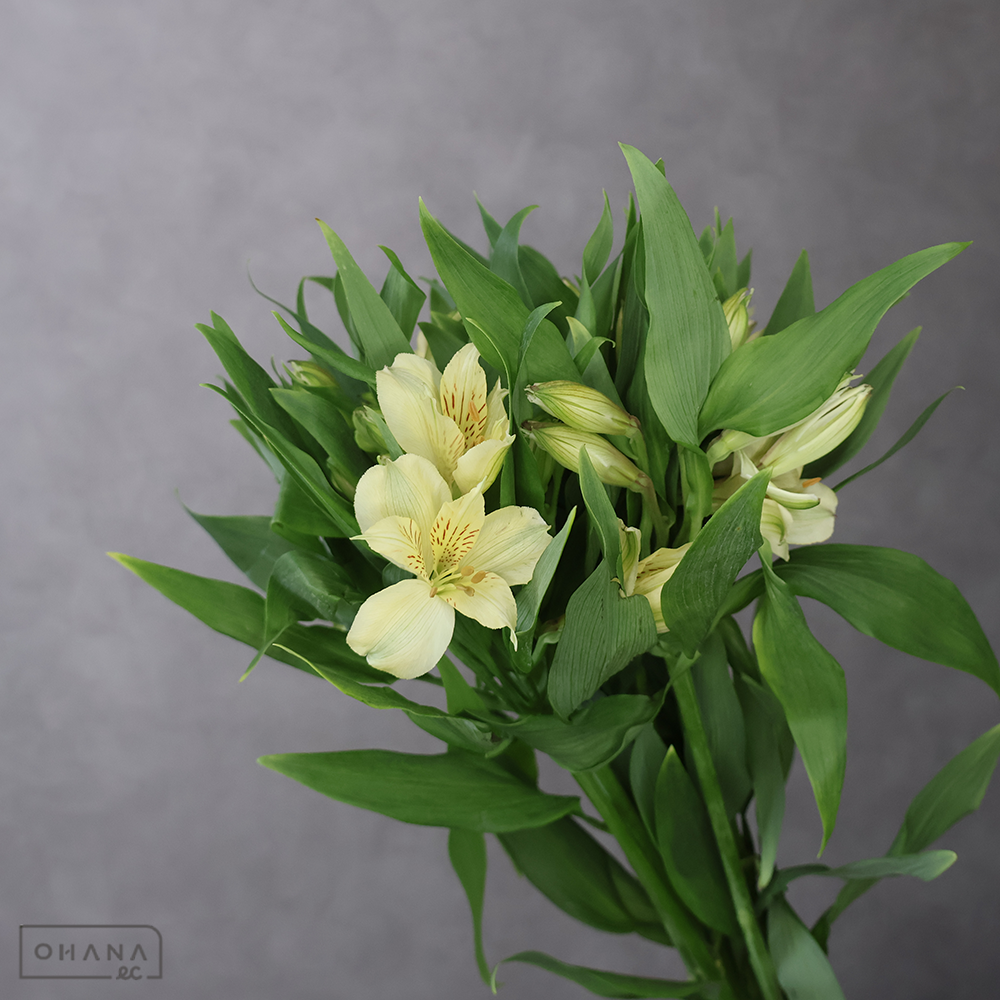 アルストロメリア　メローイエロー 65cm ※葉悪い
