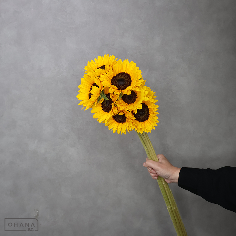 ヒマワリオレンジ　サンリッチＵＰ　オレンジ　秀  花径10-12cm
