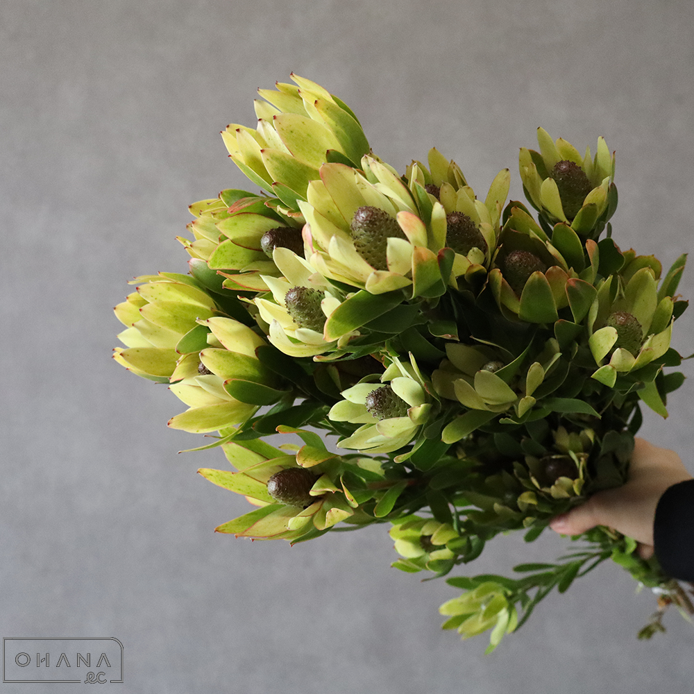 リューカデンドロ　ゴールデンカップ　マルチ　60cm  ※4本束