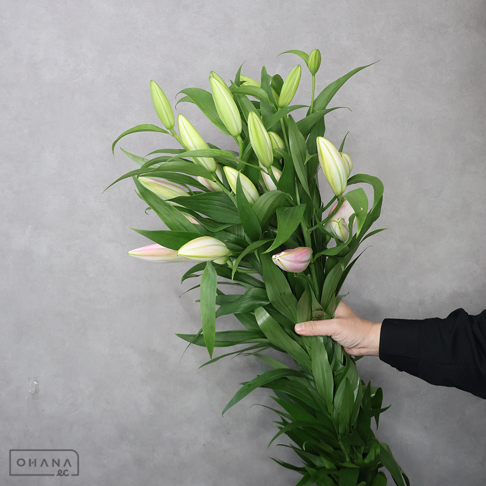 オリエンタルピンク　スーパーマスター　秀 90cm 5輪  ■発送時は75cm以下にカット