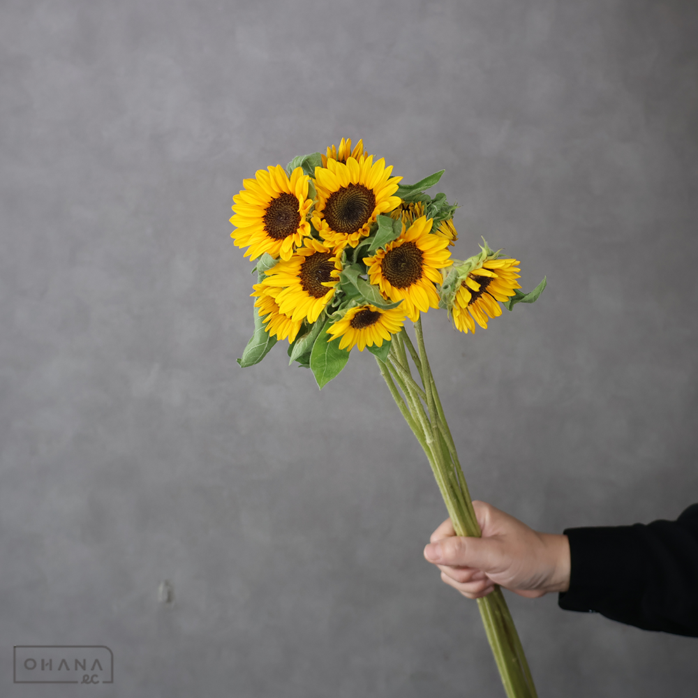 ヒマワリオレンジ　サンリッチＵＰ　オレンジ　秀 M 80cm 花径6㎝前後 　■発送時は75cm以下にカット