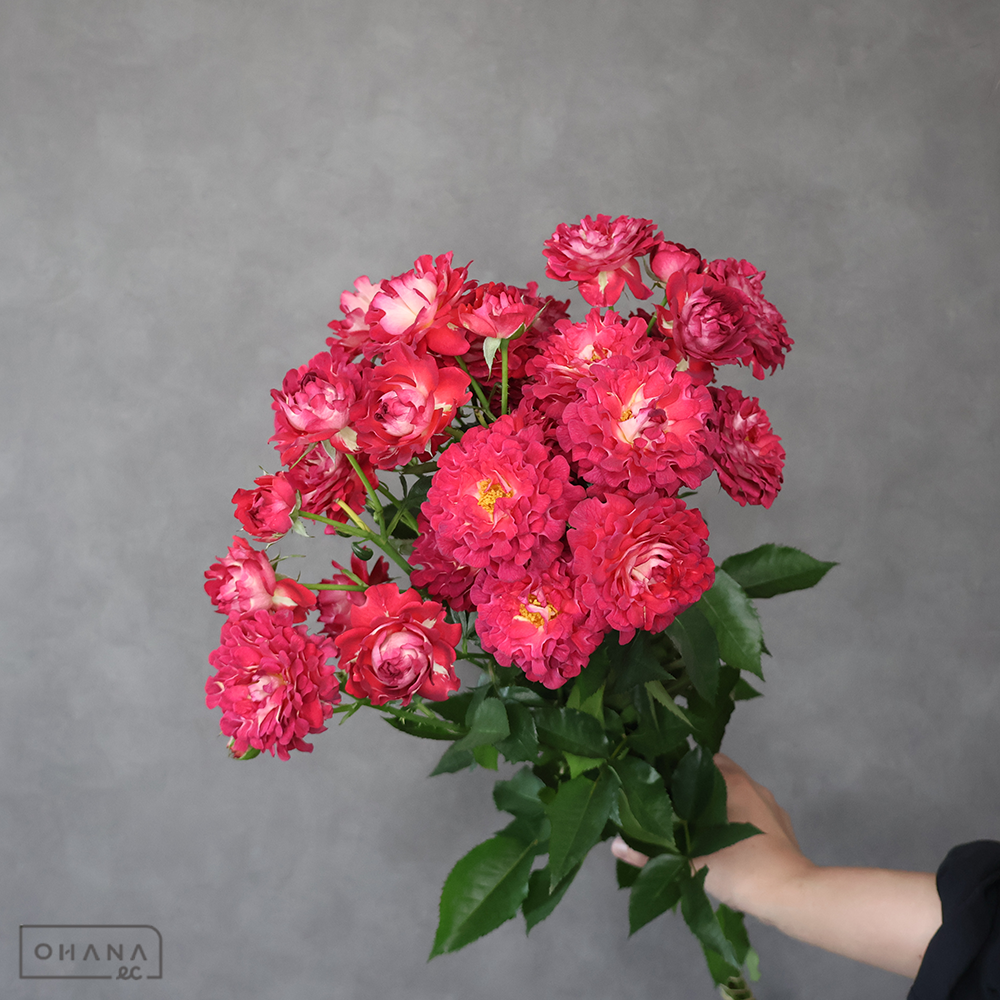 ＳＰバラ赤　紅華美　60cm 