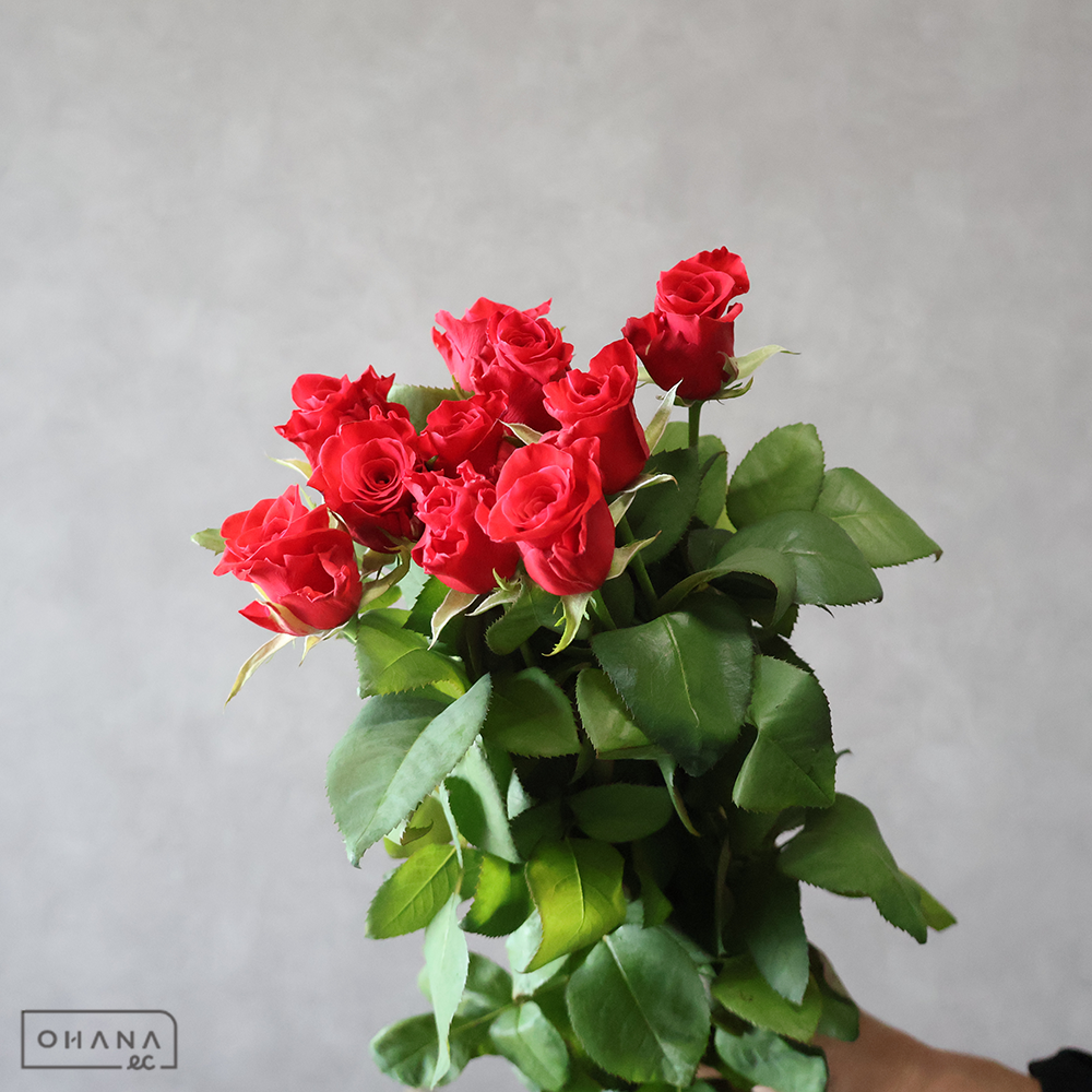 バラ赤　マリーミー　50cm 