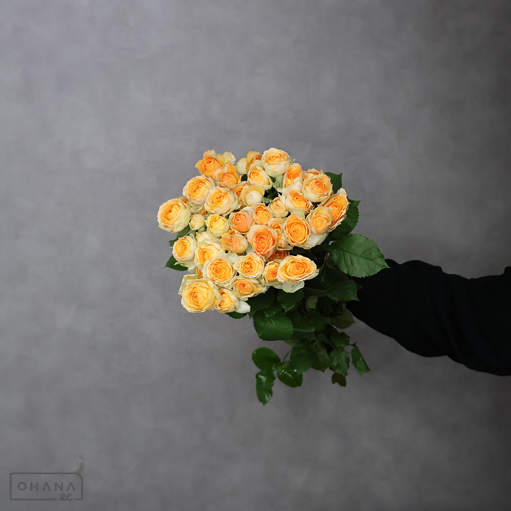 ＳＰバラオレンジ　プラヴィーダ　秀 50cm 