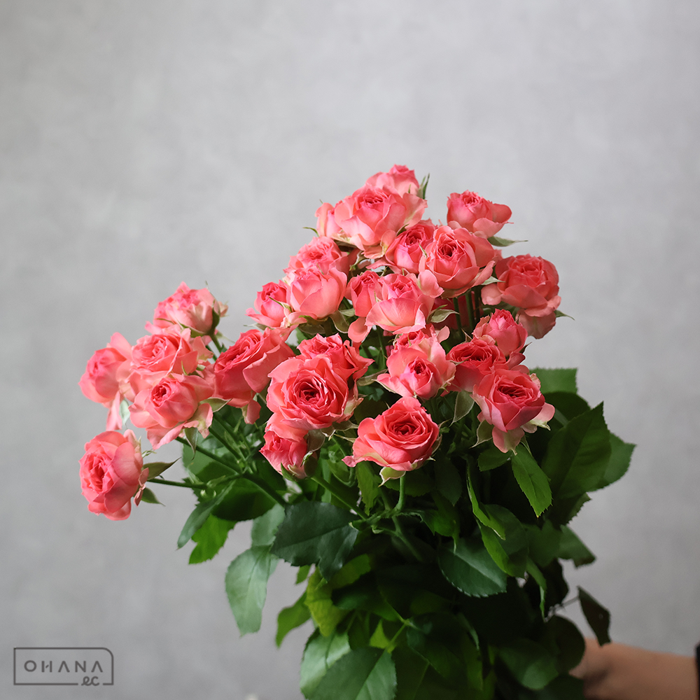 ＳＰバラピンク　ローラ　秀 50cm