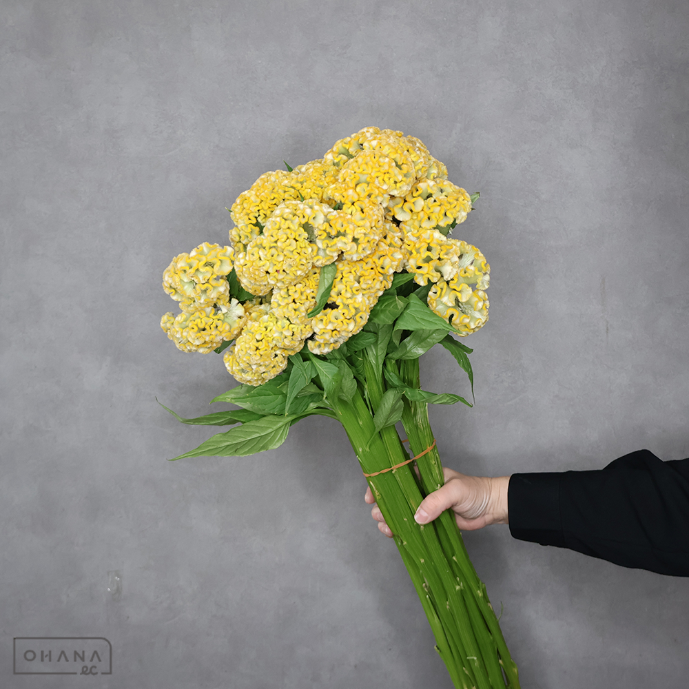 セッカケイトウ　アクト　インカ　優 80cm ※黒い部分あり■発送時は75cm以下にカット