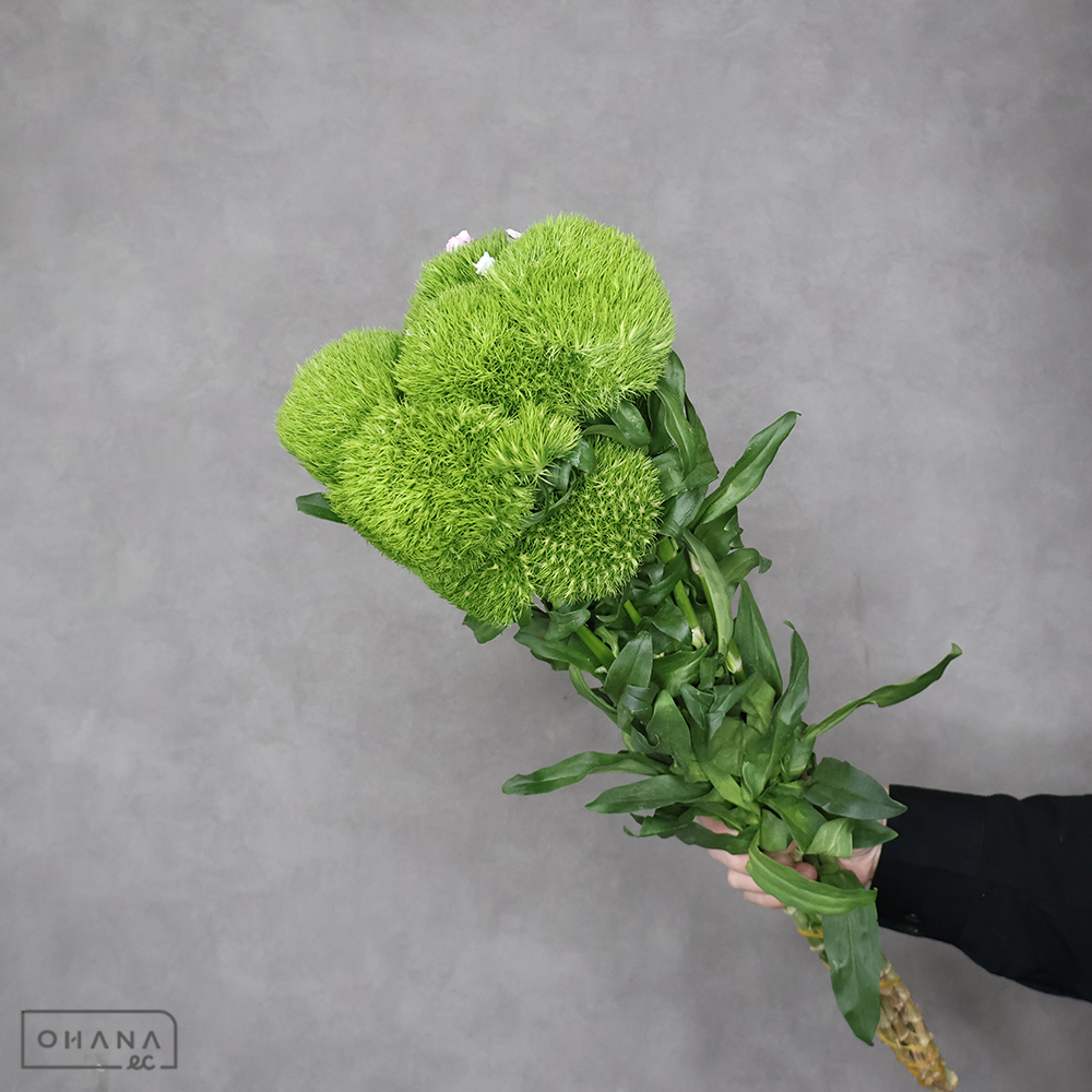 ダイアンサス　グリーンボール　55cm 