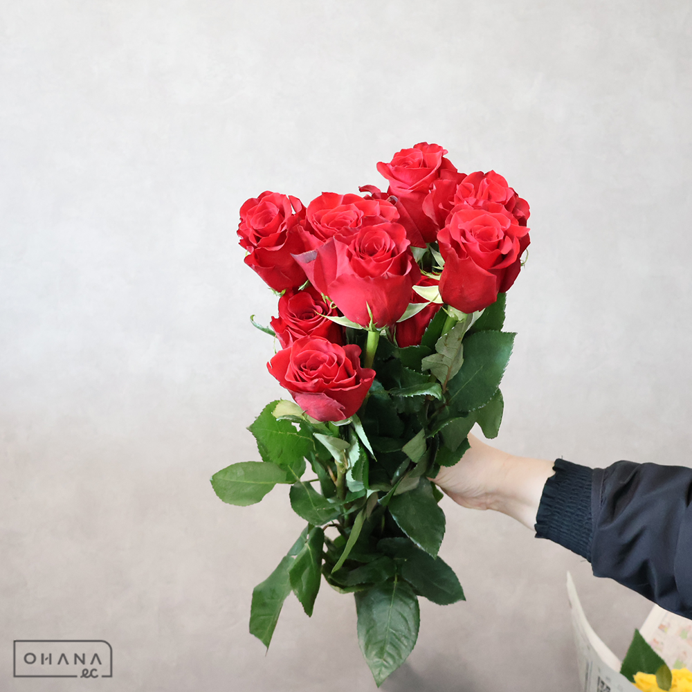 バラ赤　フリーダム　  60cm