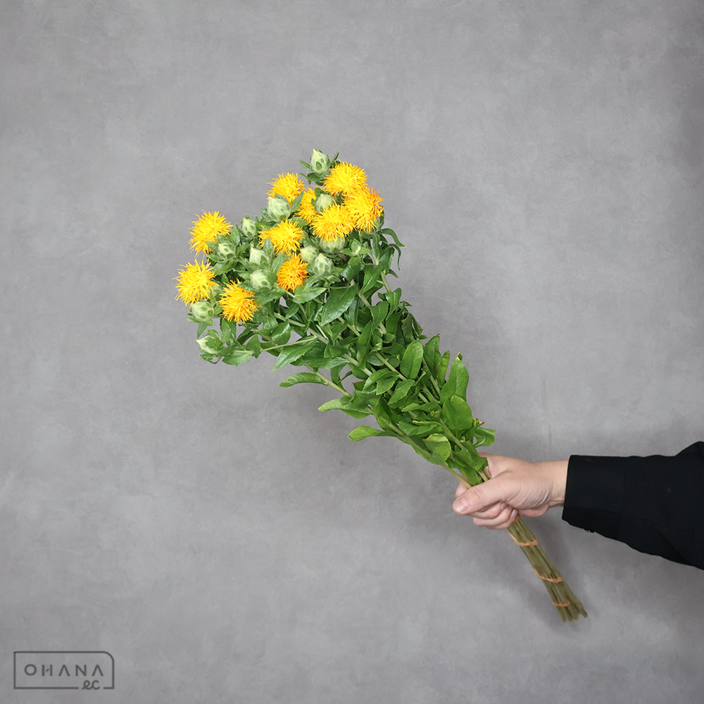 紅花　70cm 