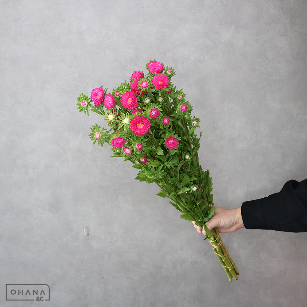 アスターピンク　ふじみローズ　※若干葉悪　80cm 