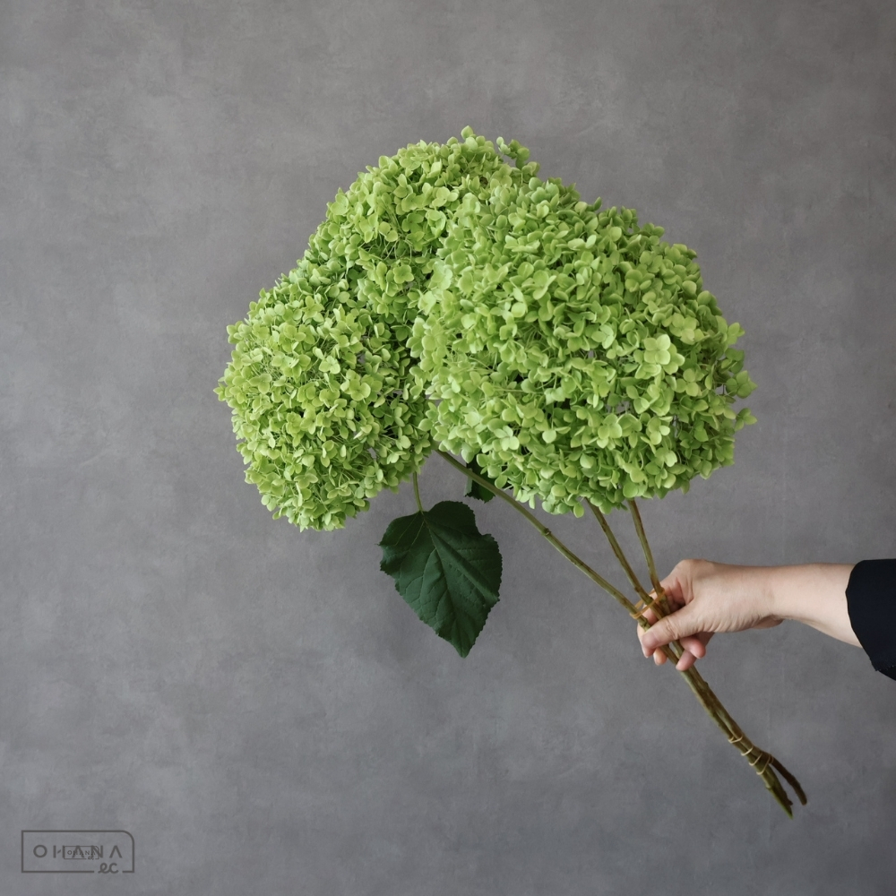 アジサイ　グリーンアナベル　秀3L 75cm 花径25-30㎝