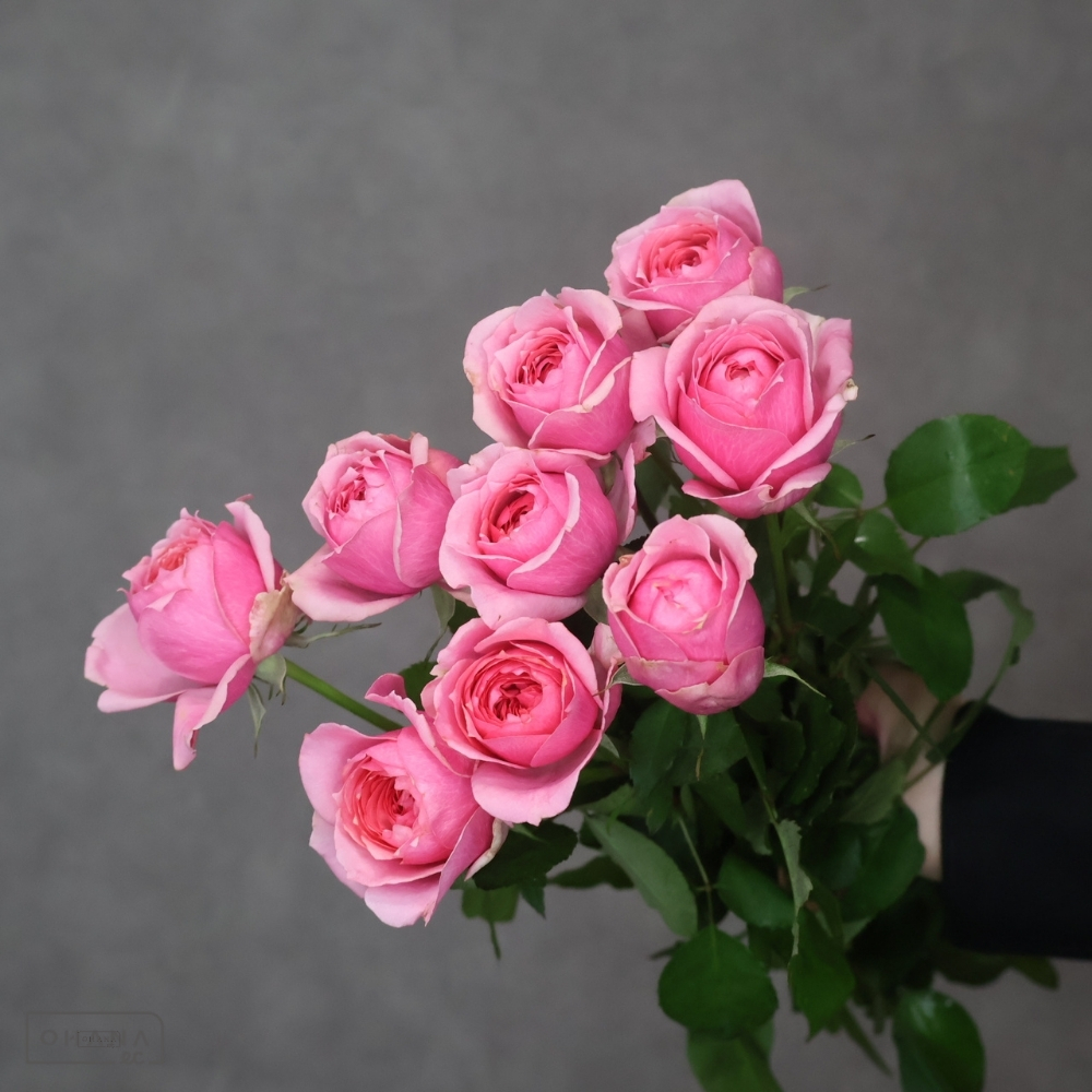 バラピンク　ストロベリーカメレオン 優 40cm   ※若干花傷みあり