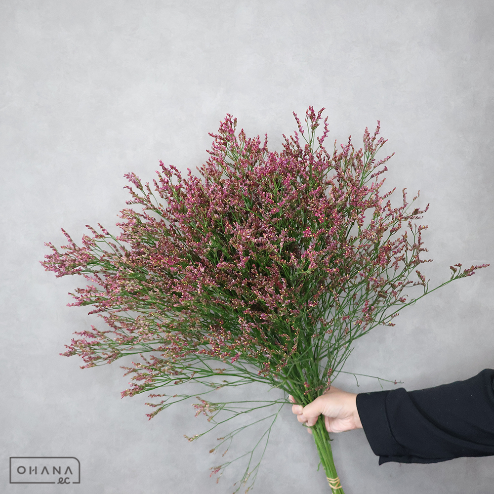 ＨＢスターチス赤　電光赤華　秀 60cm 
