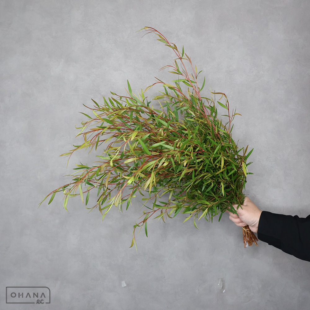 メラレウカ　レモンティーツリー　秀 60cm