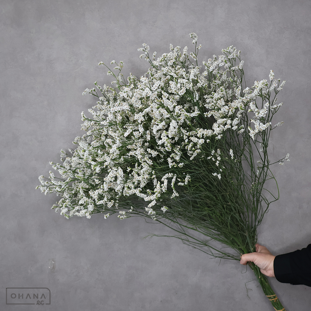 ＨＢスターチス白　静寂　秀 80cm ■発送時は75cm以下にカット